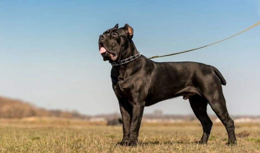 Un Cane Corso
